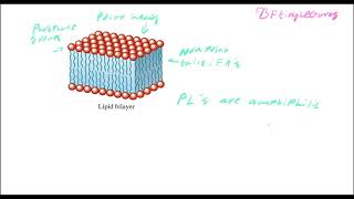 Biochemistry Lecture 13 Lipids Part 2 [upl. by Aleck407]