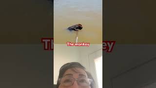 They realize the monkey swimming animals wildlife monkey [upl. by Naehs]