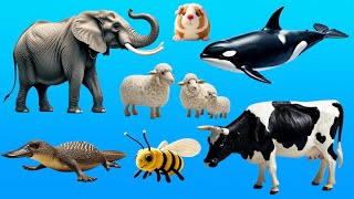 Picture Show Learn Animal Names  Elephant Cow Orca Platypus Bee Guinea Pig Sheep Goose Emu [upl. by Ened]