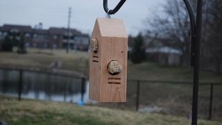 How to Make a Woodpecker Feeder woodloggercom [upl. by Venator475]