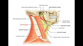 Mnemonics to remember contents of the Carotid triangle [upl. by Pump]