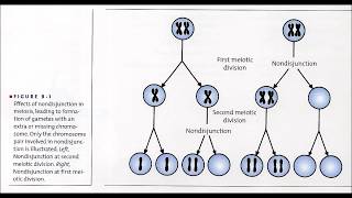 15 Meiosis [upl. by Niasuh]