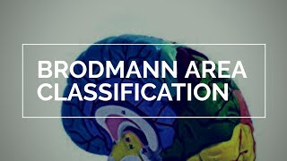 Brodmann Area Classification  MedGRADiENT [upl. by Donal]