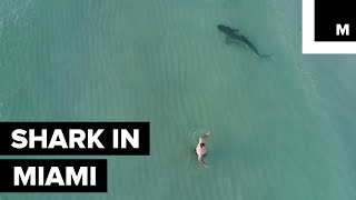 Shark Swims Alarmingly Close to Beachgoers in Miami [upl. by Tartaglia]