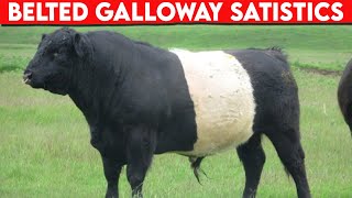 ⭕ Cattle Breeds Belted Galloway STATISTICS ✅ Belted Galloway  Bulls [upl. by Nylatsyrk]