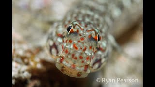 Decorated Sandgoby  Valenciennea decora [upl. by Huldah]