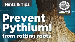 Preventing Pythium  Hints amp Tips [upl. by Eniowtna]