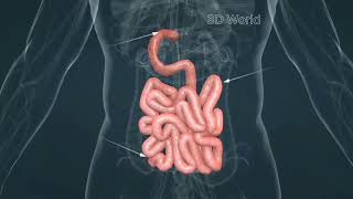 Watch Human Small Intestine In 3D views humanbody humanbodyinformation humanbodyfacts [upl. by Enaitsirhc]