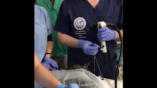 PEG tube placement in a cat [upl. by Reppiks]