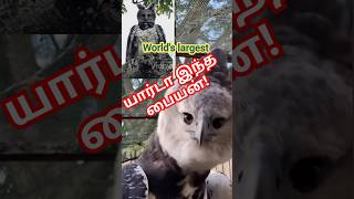 யார்டா இந்த sweater போட்ட பையன் harpy travel tamil eagles nature [upl. by Esekram]