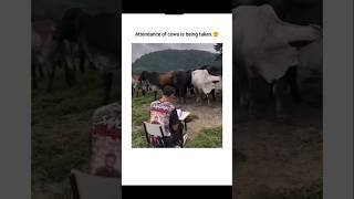 Attendance is being taken of cows🐮😲explore youtubeshorts [upl. by Theta492]