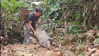 Saw an unlucky wild boar when I was looking for food Survival Instinct Wilderness Alone ep 111 [upl. by Madox]