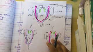 MULLERIAN DUCT ANOMALIES made ridiculously simplepart 1 embryology [upl. by Aziram]