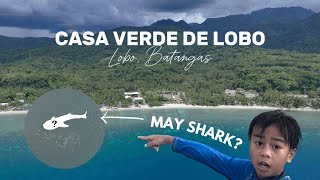 Beach Camping at Casa Verde de Lobo Batangas 4K Whale Shark Sighting  DJI Mini 4 Pro [upl. by Eissalc15]