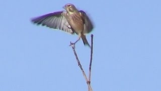 Captura con liga en arbolillo HD [upl. by Normy]