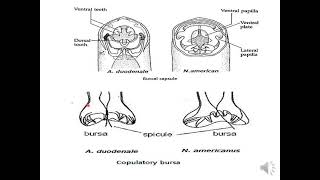 lecture 8 Medical Helminthology Phylum Nematoda [upl. by Eniamrej665]