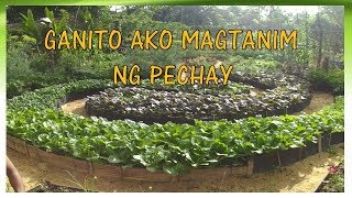 v28My Style of Growing Pechay One time planting pero tuloy2x ang harvest [upl. by Bondy]