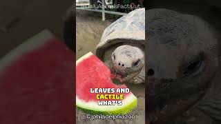 Galápagos Tortoise│Giant LongLiving Reptile with Unique Shells and Incredible Longevity [upl. by Reinhard]