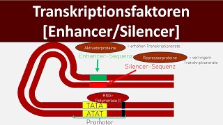 Transkriptionsfaktoren  Enhancer  Silencer Genregulation Eukaryoten  Biologie Oberstufe [upl. by Jotham]