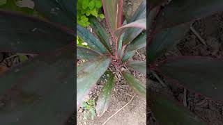 Cordyline plant my garden update garden plants gardening [upl. by Arun716]