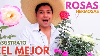 como hacer sustrato para rosas y rosales chuyito jardinero [upl. by Westmoreland]