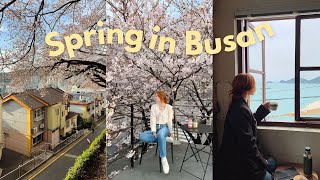 spring in busan korea VLOG 🌸 cherry blossoms gwanganlli beach yeongdo island [upl. by Sisely]