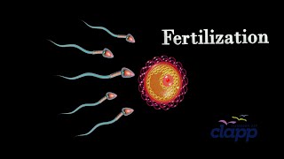 A great compatative journey Human Fertilization in 45 seconds [upl. by Langelo]