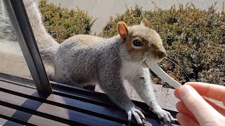 How to help squirrels and other rodents with their continuously growing teeth [upl. by Lienad]