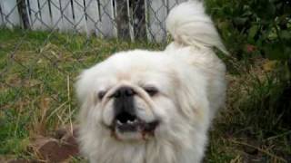 Pekingese dogs running around [upl. by Pliner308]