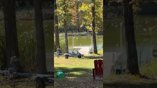 Just a few hundred geese on the lake the other day wisconsin shorts [upl. by Redla280]