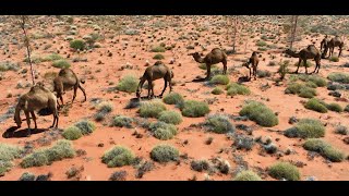 Wild Camels amp Horses in the Northern Territory desert  Australia [upl. by Winonah456]