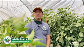 Conoce el nuevo portafolio de Chiles Picosos que le ponen sabor México [upl. by Roberto]