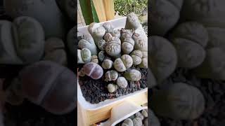 Lithops houseplant lithops plants shorts fyp [upl. by Akiram]