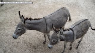 Donkeys Braying for Food [upl. by Vacuva]