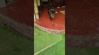 FEROCIOUS DOG PLAYING WITH SLIPPERS babyrottweiler labrador pets [upl. by Leveridge]