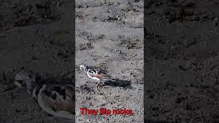 Ruddy Turnstone foraging on coastline [upl. by Nnyllatsyrc]