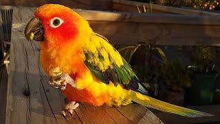 Sun Conure Singing  Parrot Sun Conure Playing  Sun Parakeet [upl. by Dirrej969]