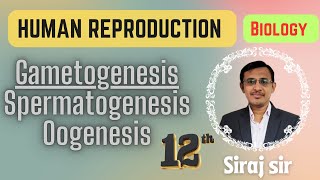 Gametogenesis Class 12Spermatogenesis and Oogenesis Class 12Human reproduction [upl. by Ferris]