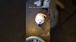 Pyrenean Mountain Dog puppy training sit for food 🐶 shorts [upl. by Notlim273]