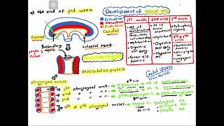 Embryology Development of musculoskeletal system for USMLE step 1 and undergraduates [upl. by Atalanta]