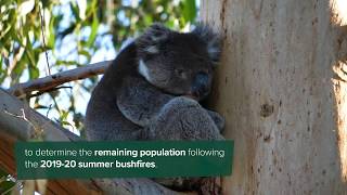 Hightech koala count on Kangaroo Island [upl. by Etnuahs]