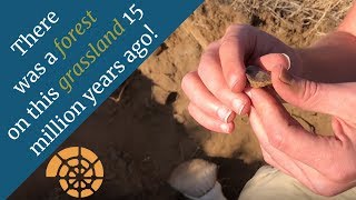 50 States of Fossils  Washington ft Northwest Paleontological Association [upl. by Ytineres]