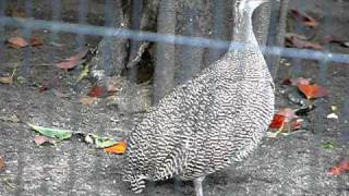 カンムリシギダチョウ。Elegant Crested Tinamou [upl. by Aremahs]