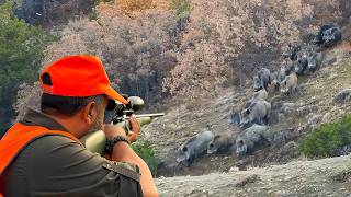 INCREDIBLE MASSIVE WILD BOAR HERDS AMAZING HOG SHOTS UNFORGETTABLE MOMENTS [upl. by Naaitsirhc]