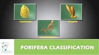 PORIFERA CLASSIFICATION [upl. by Ham946]