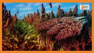 Smart Farm  New sorghum variety developed by scientists in Machakos [upl. by Gildus]