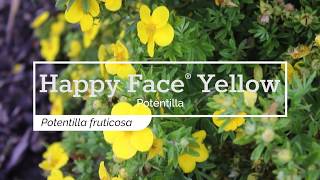 30 Seconds with Happy Face® Yellow Potentilla [upl. by Rafat539]