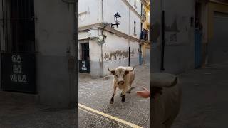 ¡QUE BONITO😍 Toro en Almazora Castellón spain toros toro bull torobravo animals [upl. by Anneuq]