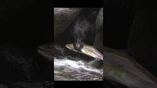 Grizzly bear catching fish in river shortsvideo [upl. by Yenetruoc990]