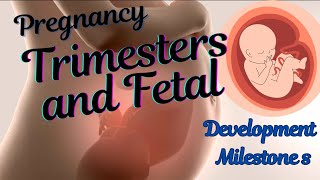 Pregnancy Trimesters and Fetal Development Milestones 3D Animation [upl. by Maise876]